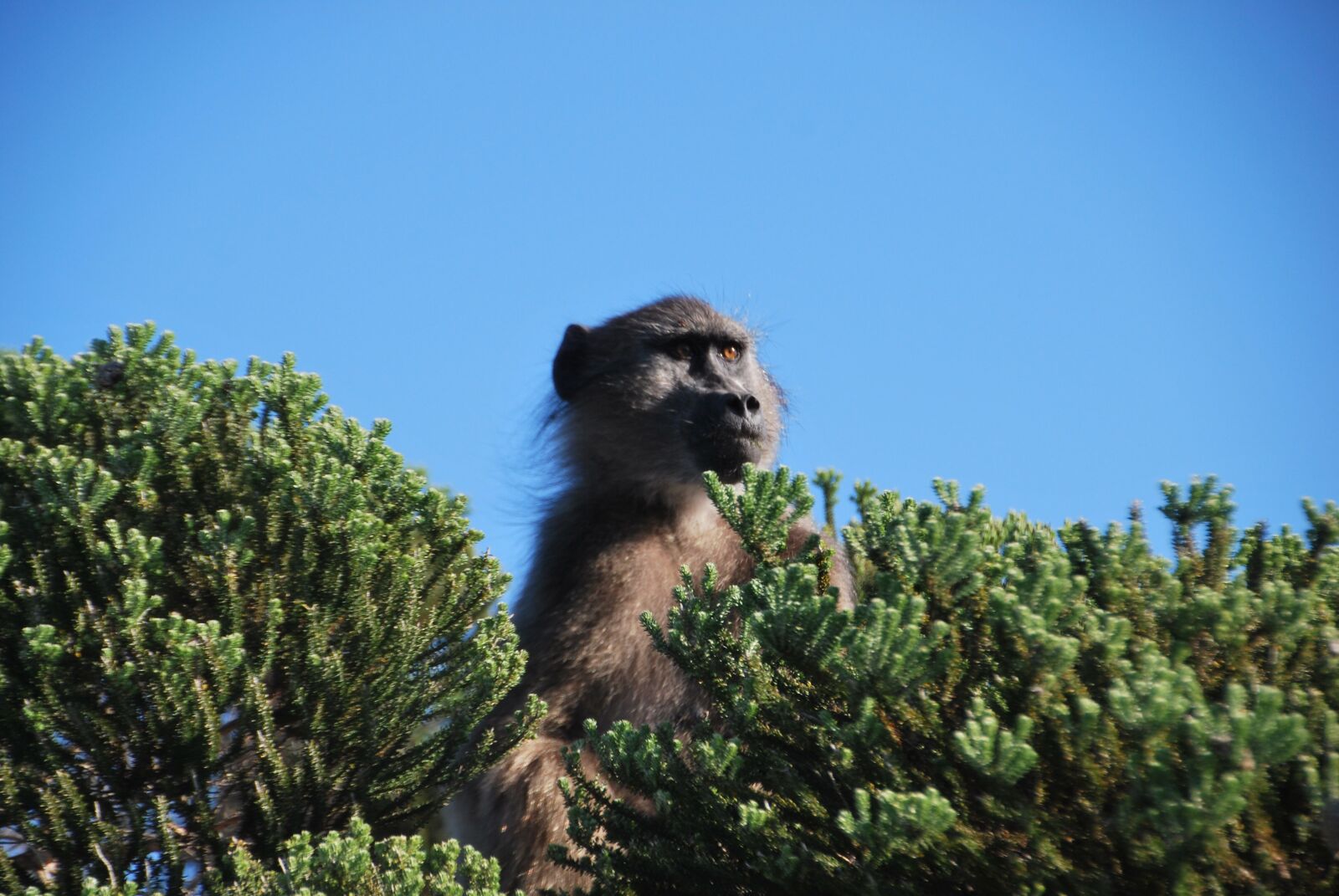 Nikon D60 sample photo. Baboon, monkeys, mammals photography