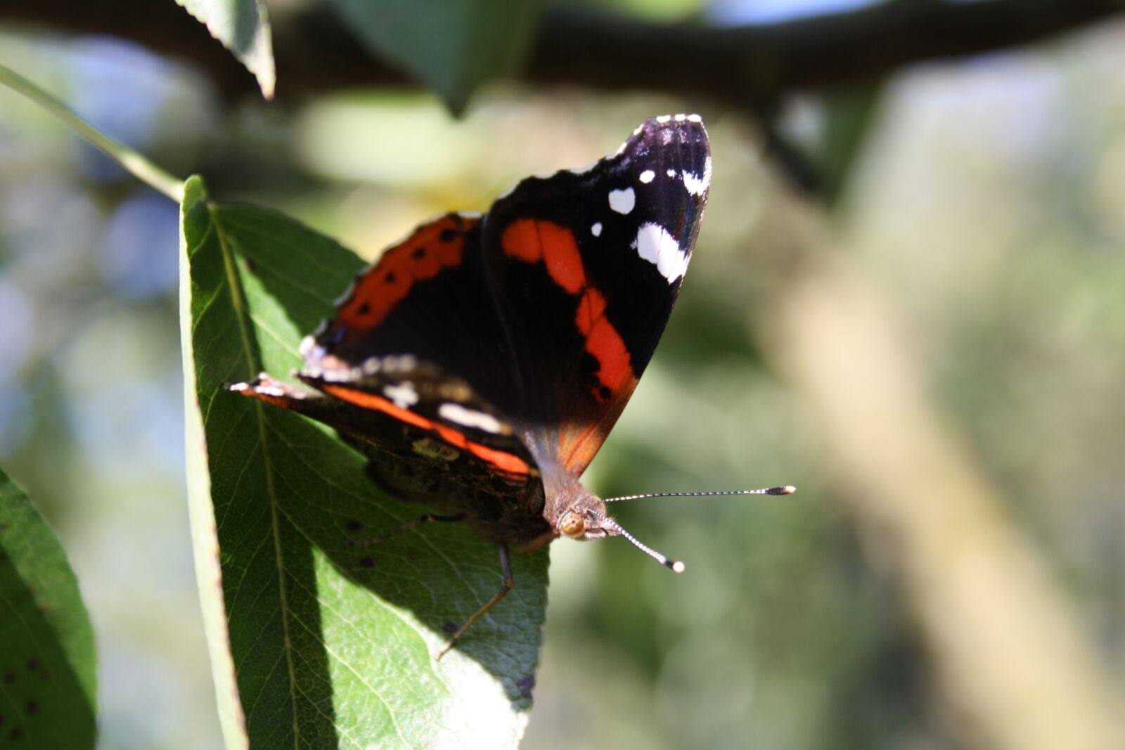 Canon EOS 1000D (EOS Digital Rebel XS / EOS Kiss F) sample photo. Butterfly, insect, nature photography