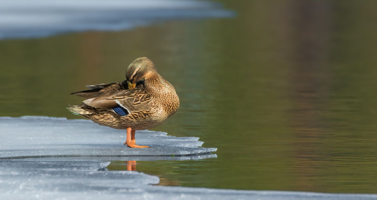Nikon D7100 sample photo. Mallard, duck, animal photography