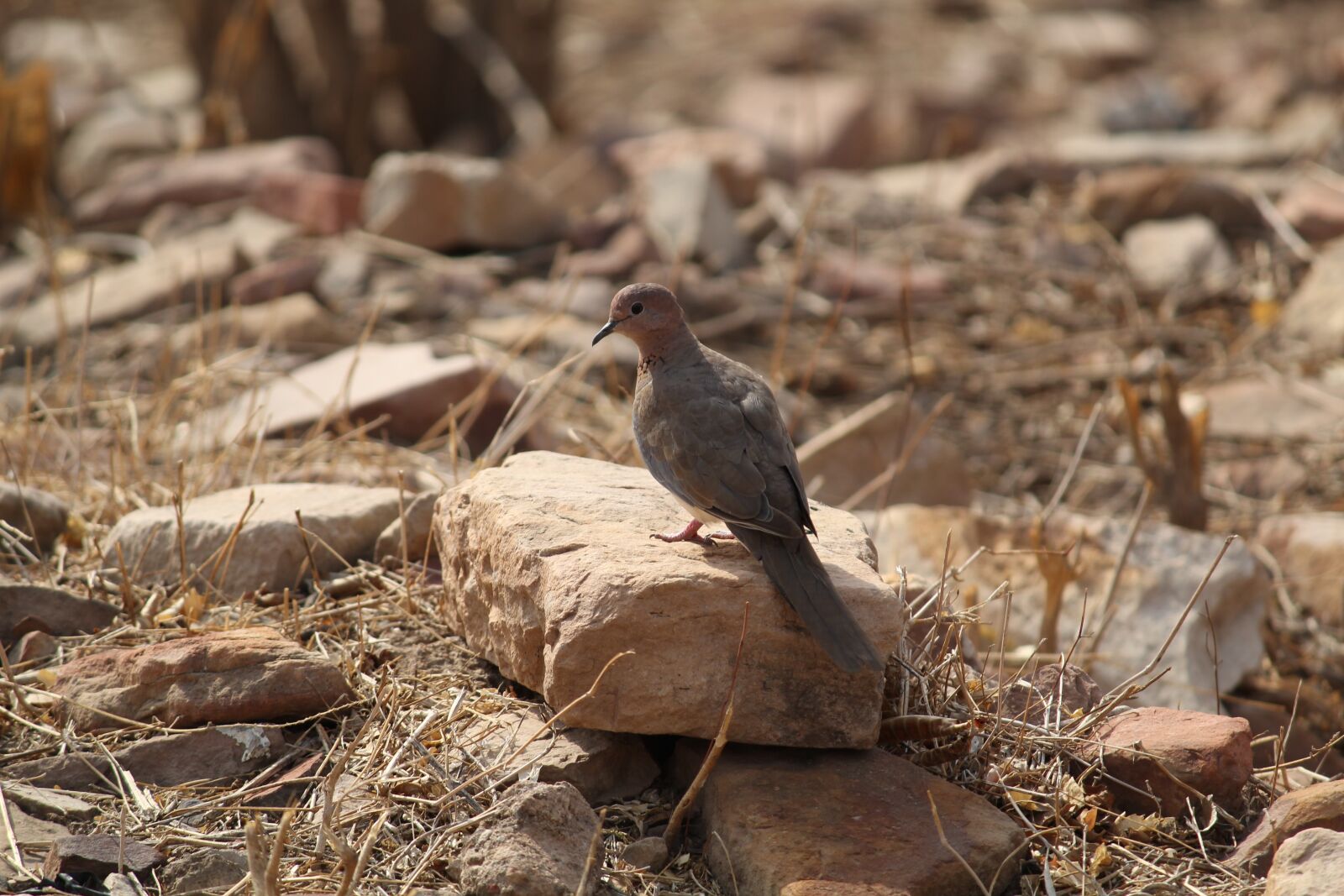 Canon EOS 1300D (EOS Rebel T6 / EOS Kiss X80) sample photo. Bird, wildlife, brown bird photography