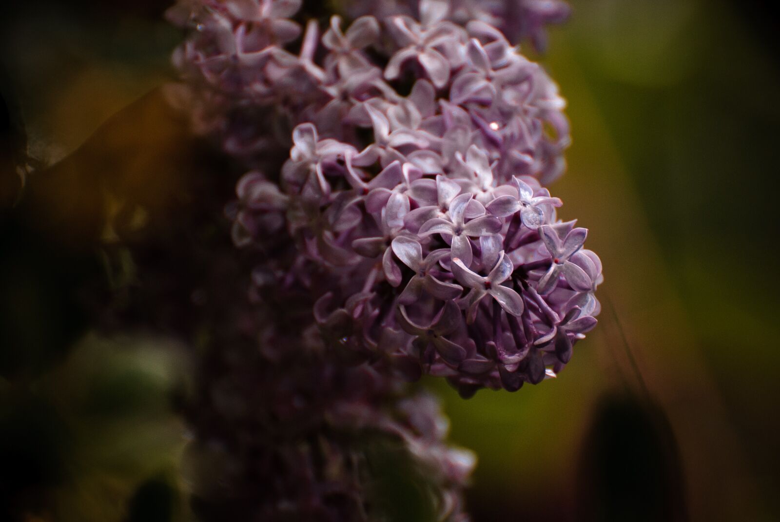 Nikon D60 sample photo. Lilac, rain, flowers photography