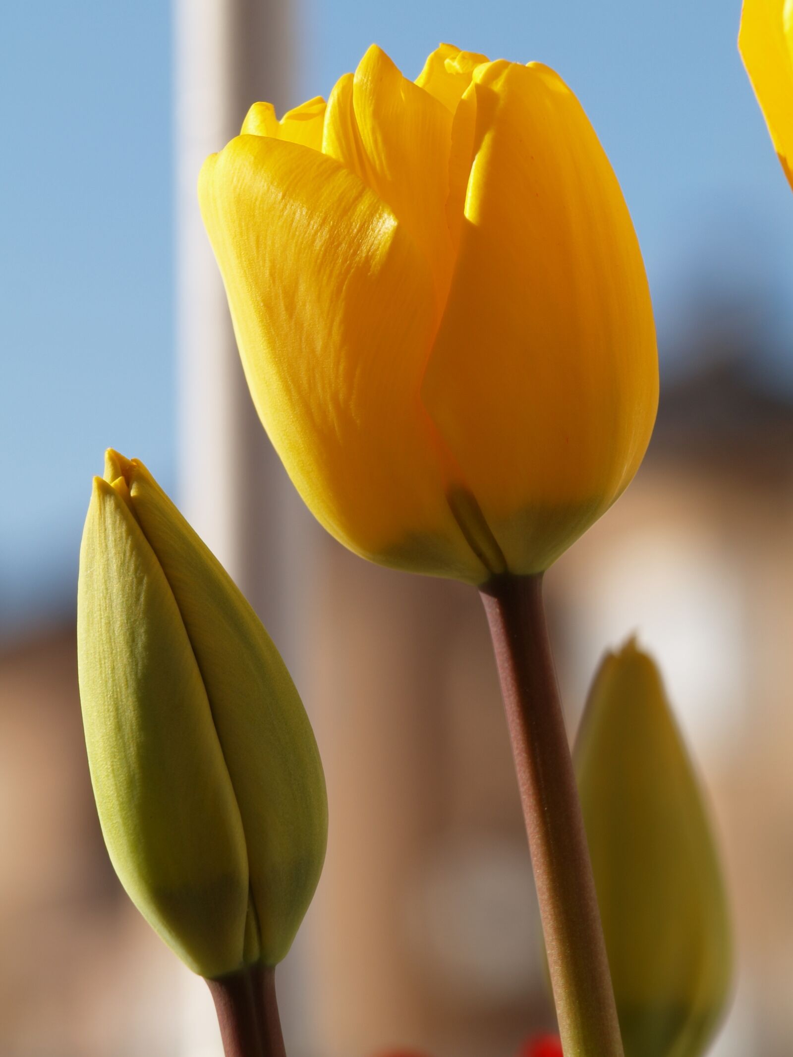 Olympus E-330 (EVOLT E-330) sample photo. Plant, yellow, flower photography