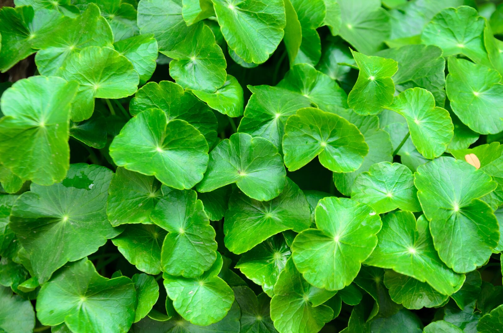 Nikon D5100 sample photo. Pennywort, green, background photography