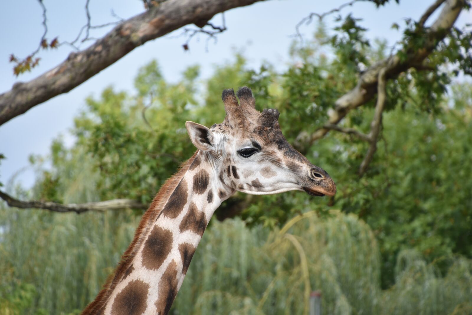 Nikon D5600 sample photo. Giraffe, nature, africa photography