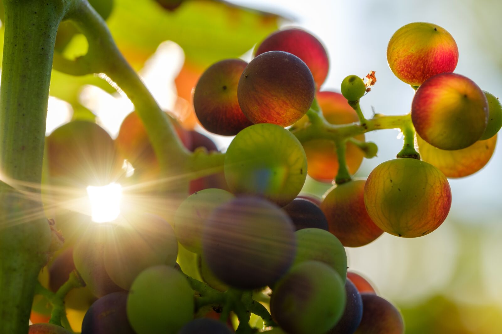 Fujifilm X-T2 + Fujifilm XF 80mm F2.8 R LM OIS WR Macro sample photo. Grapes, sun, sunbeam photography