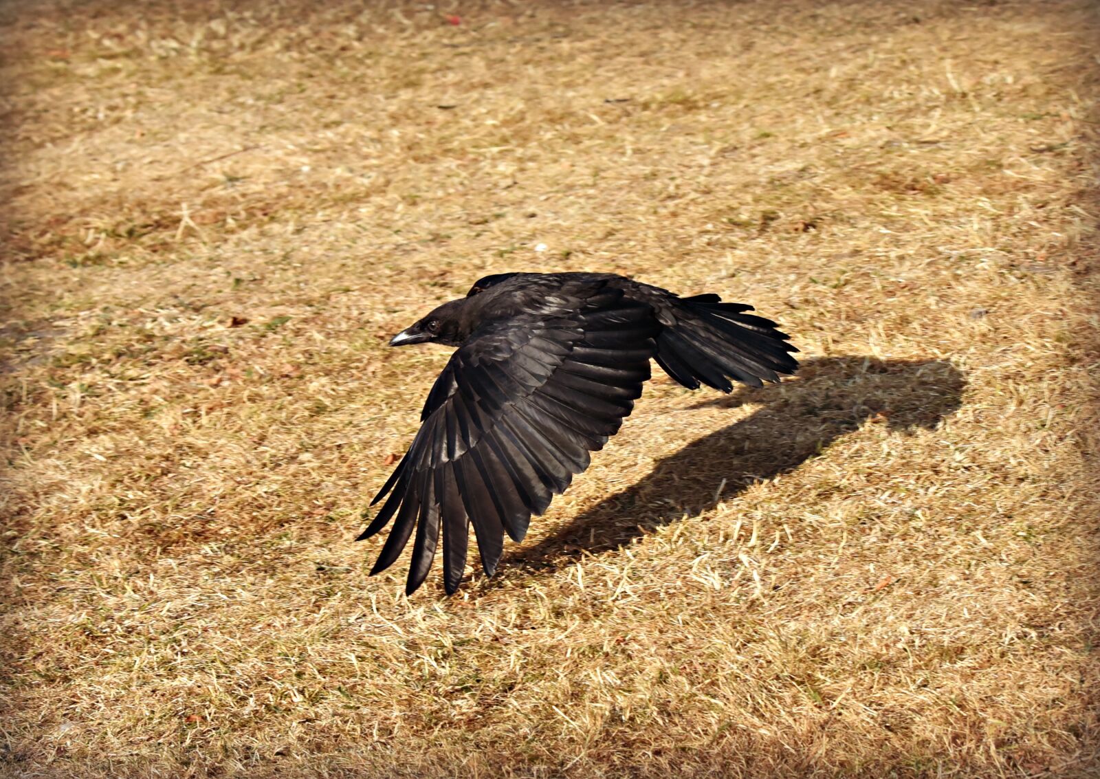 Nikon D750 sample photo. Crow, bird, flying photography