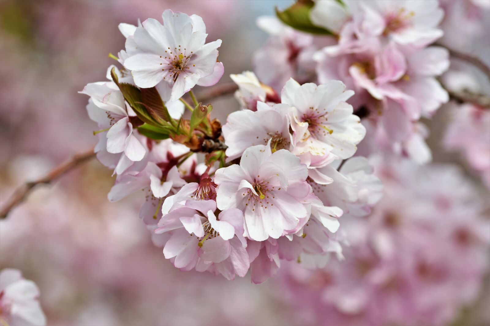 Nikon D7200 sample photo. Ornamental cherry, cherry blossoms photography