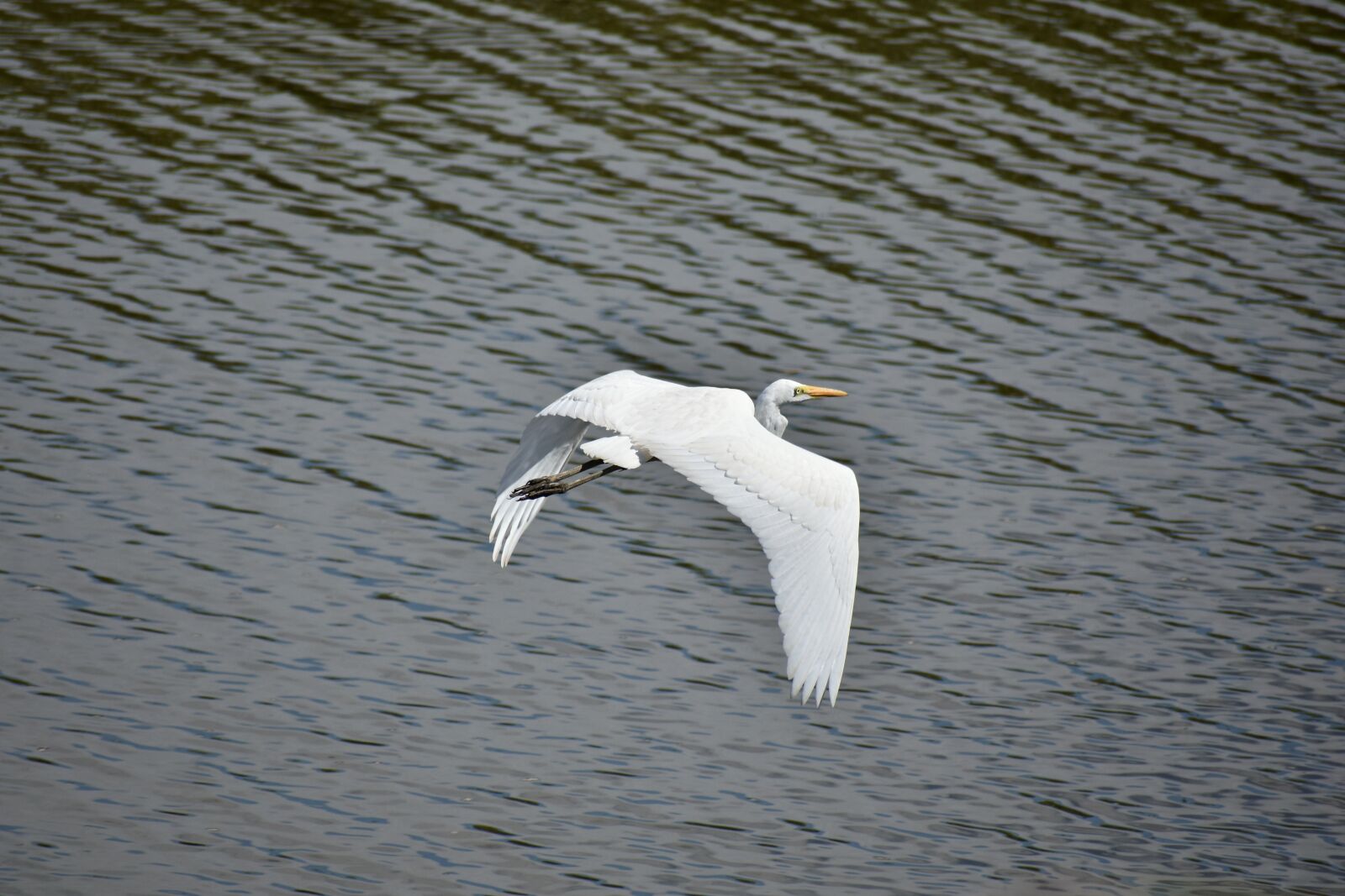 Nikon D7200 sample photo. Animal, river, waterside photography