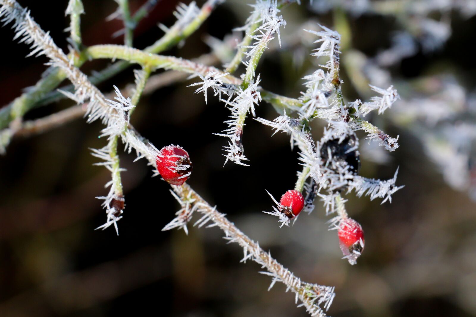 Canon EOS 700D (EOS Rebel T5i / EOS Kiss X7i) sample photo. Winter, frost, nature photography