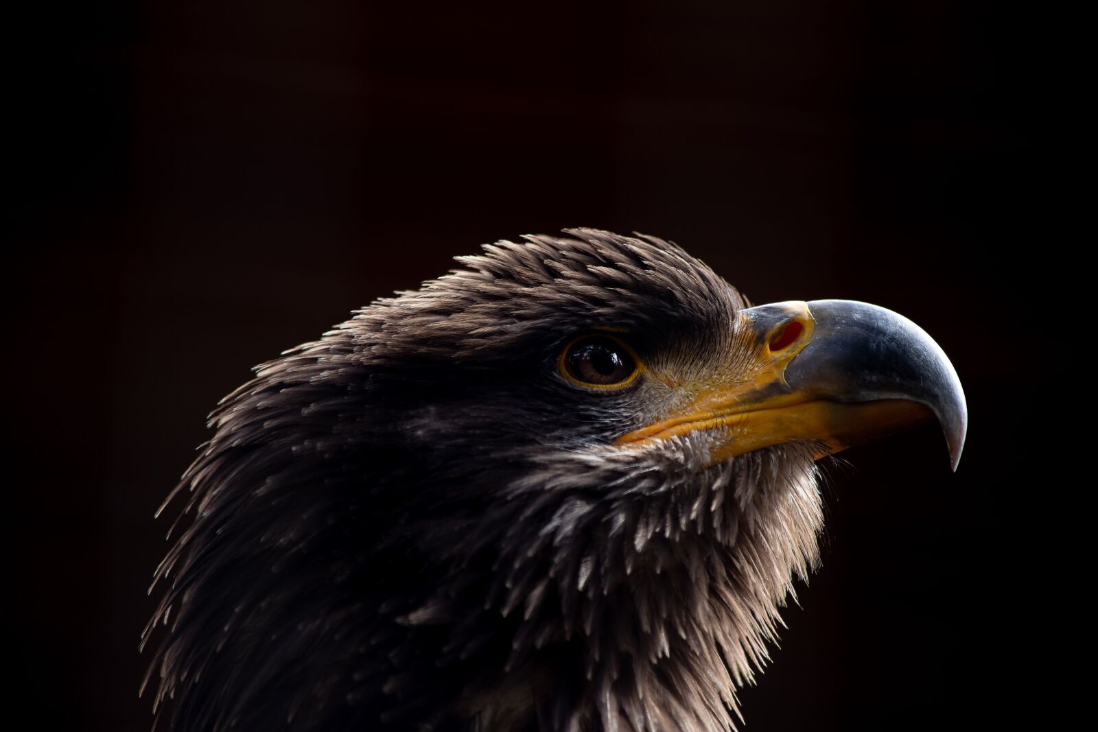 Canon EOS 6D Mark II sample photo. Bald eagle, bird, animal photography