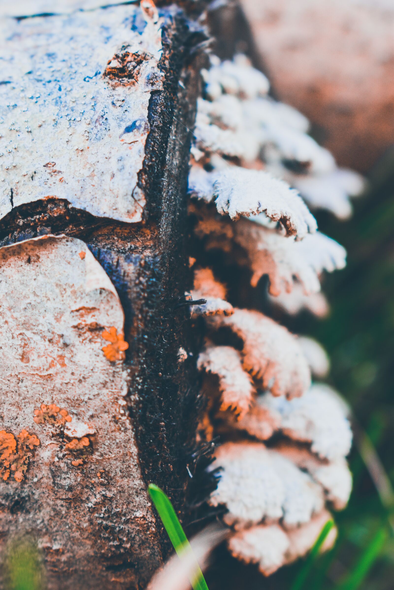 Nikon D3500 sample photo. Wood, tree, brown photography