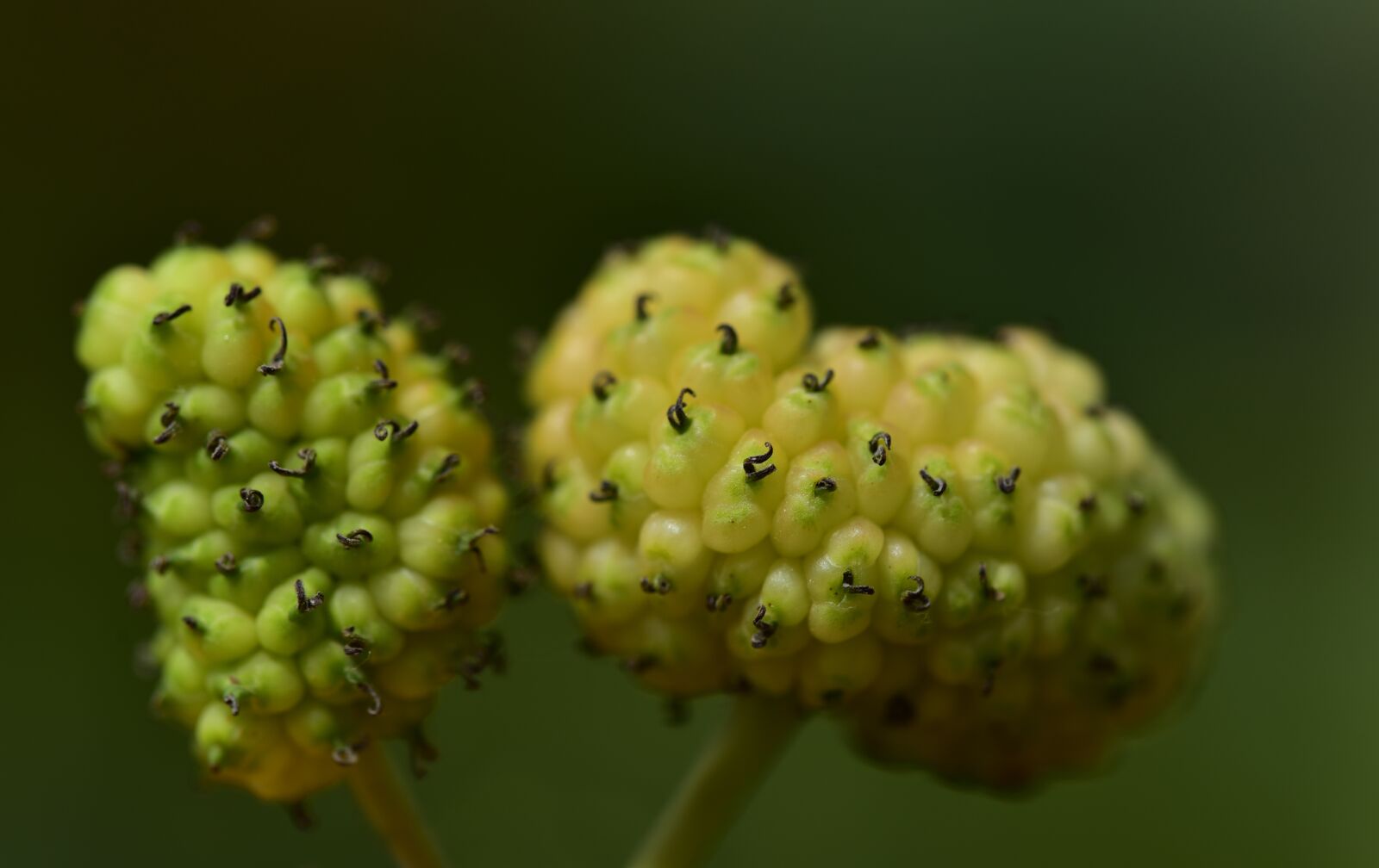 Nikon D750 sample photo. Mulberries, white, white mulberries photography