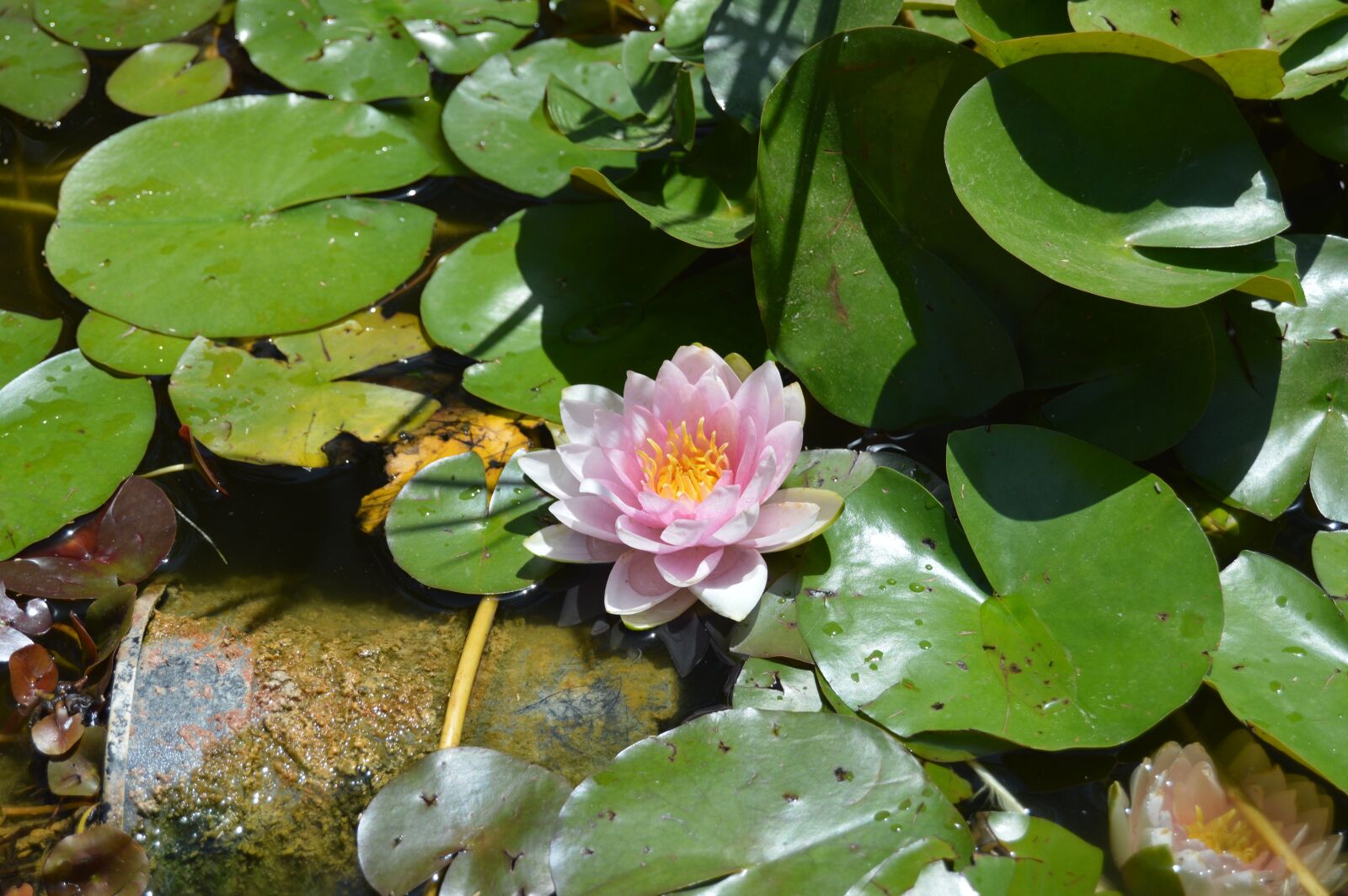 Nikon D3200 sample photo. Water lily, flower, aquatic photography
