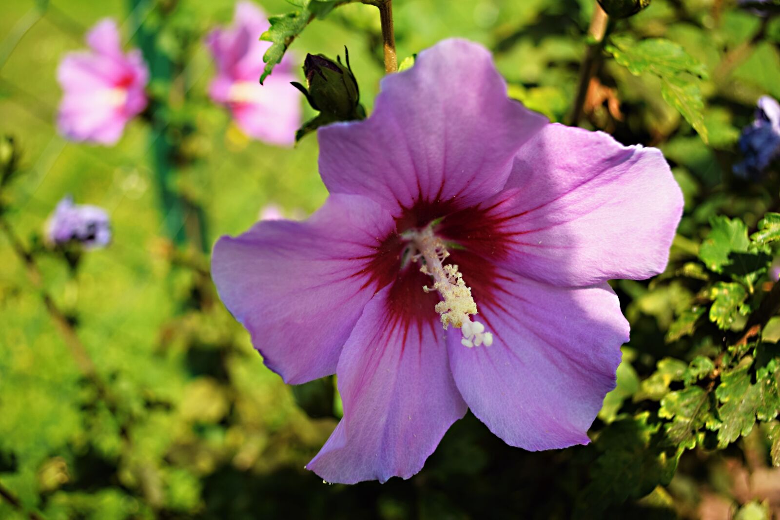 Nikon D5300 sample photo. Flower, flowering, garden photography