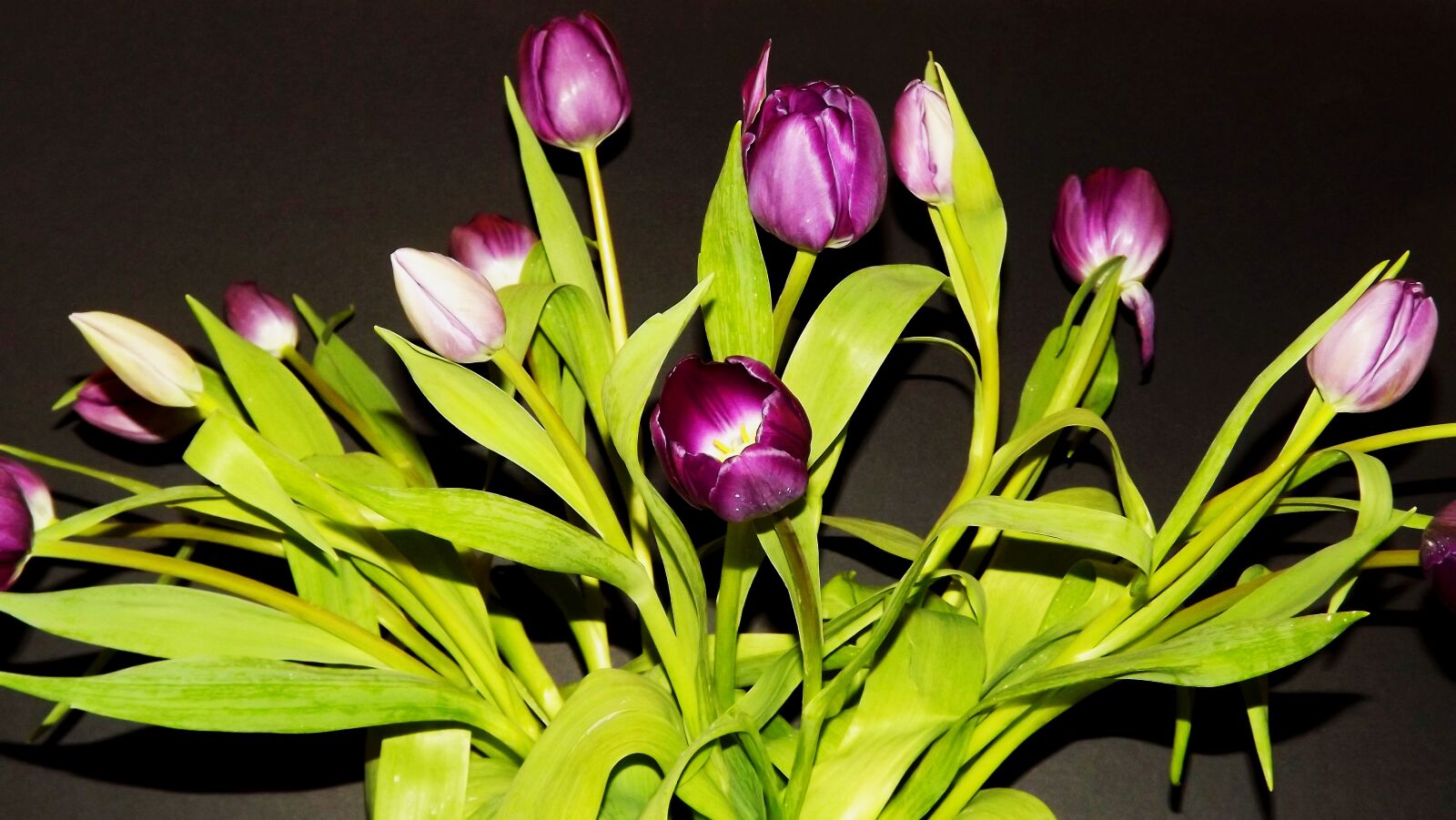 Fujifilm FinePix S3400 sample photo. Flowers, tulips, bouquet photography