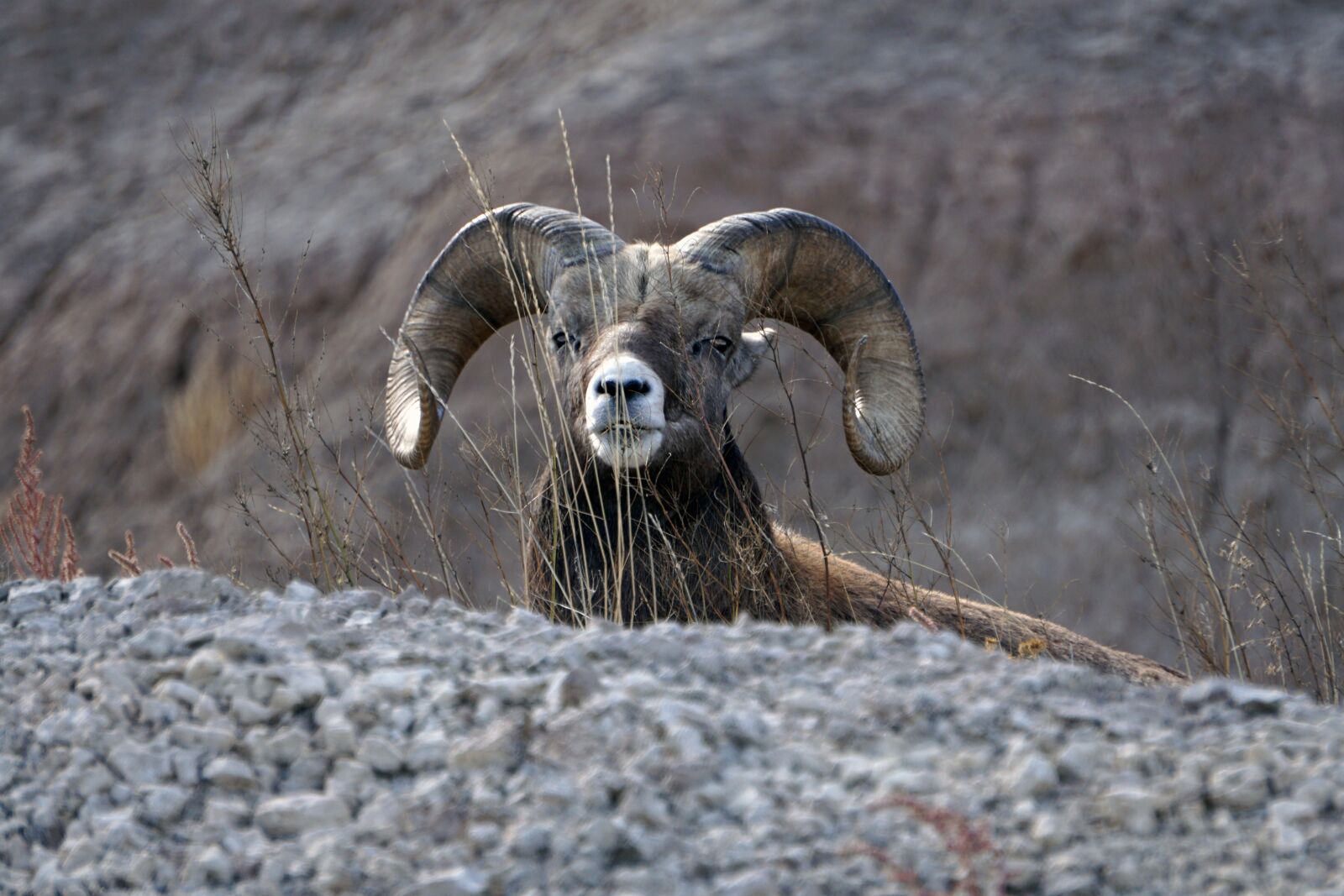 Sony E 55-210mm F4.5-6.3 OSS sample photo. Badlands, south dakota, ram photography