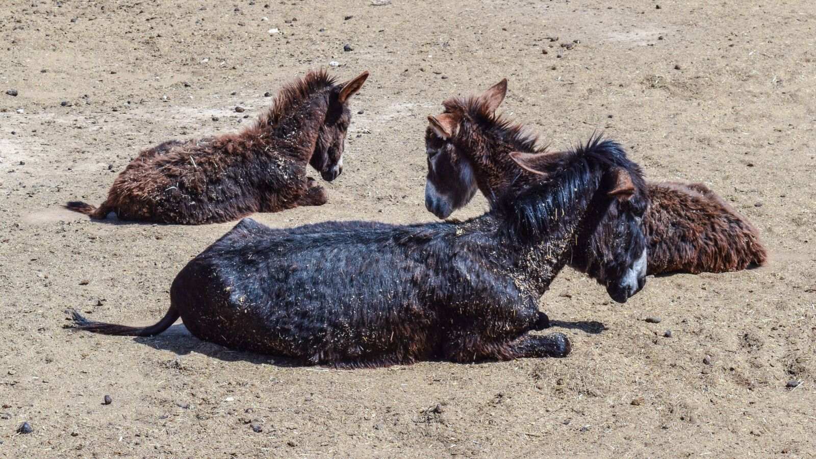 Nikon D3300 sample photo. Donkeys, foals, animal photography