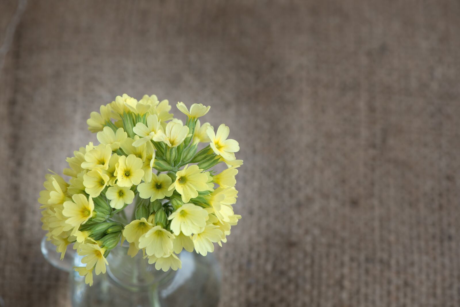 Nikon D750 sample photo. Cowslip, yellow, yellow flower photography