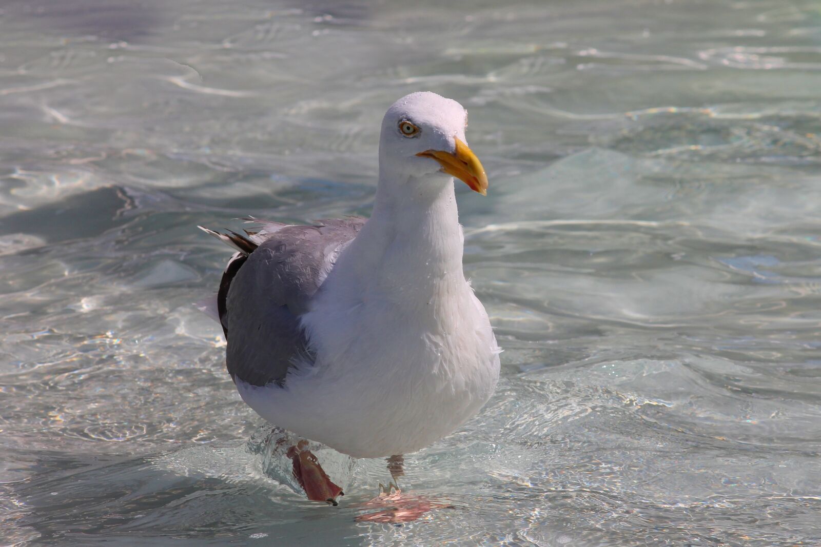 Canon EOS 1100D (EOS Rebel T3 / EOS Kiss X50) sample photo. Herring gull, progresses, seevogel photography