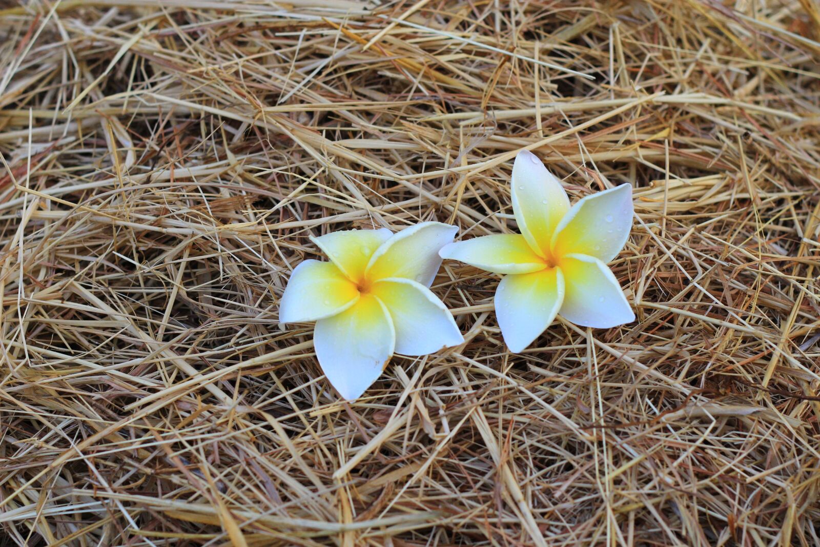 Canon EOS 60D + Canon EF 50mm F1.8 II sample photo. Flowers, morning, in the photography