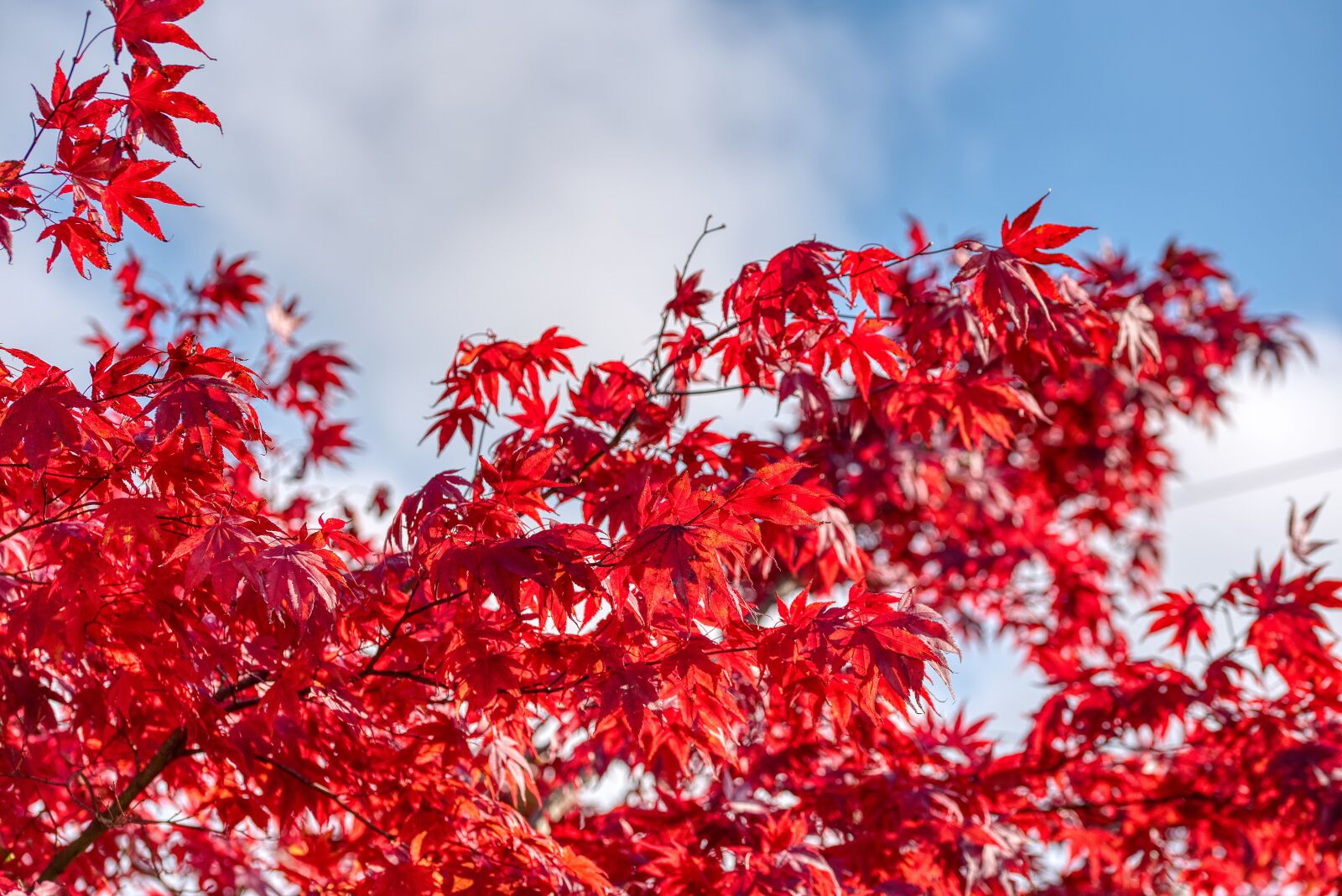 Nikon D750 sample photo. Red maple, autumn, season photography