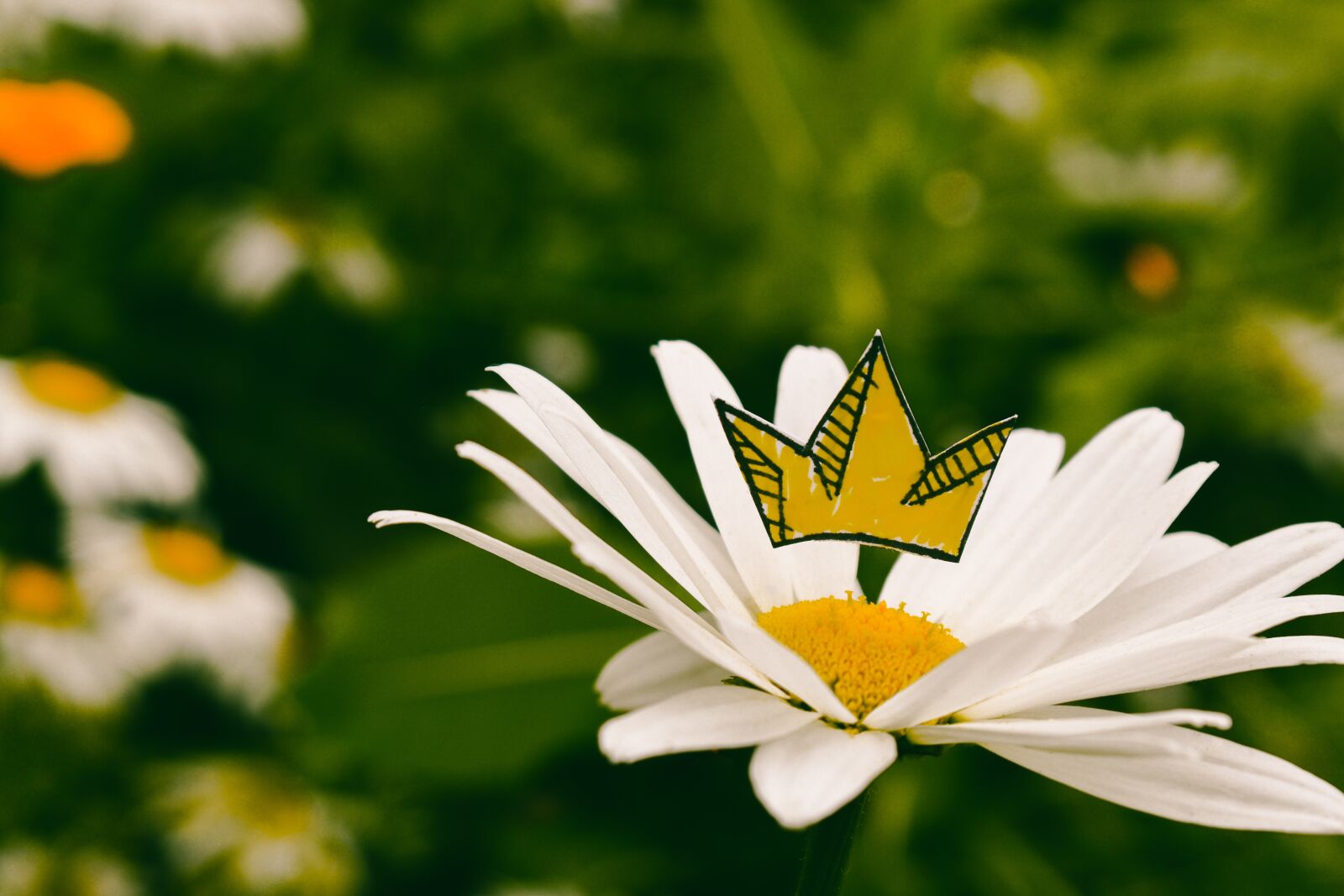 Nikon D5600 sample photo. King, daisy, crown photography