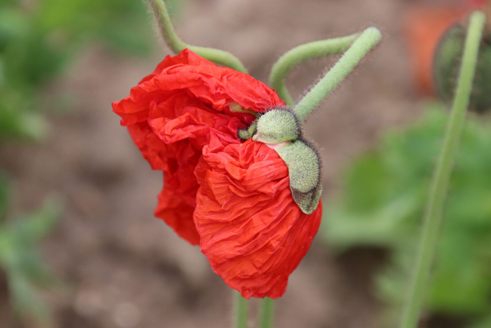 Canon EOS 800D (EOS Rebel T7i / EOS Kiss X9i) sample photo. Poppy, flowers, botany photography