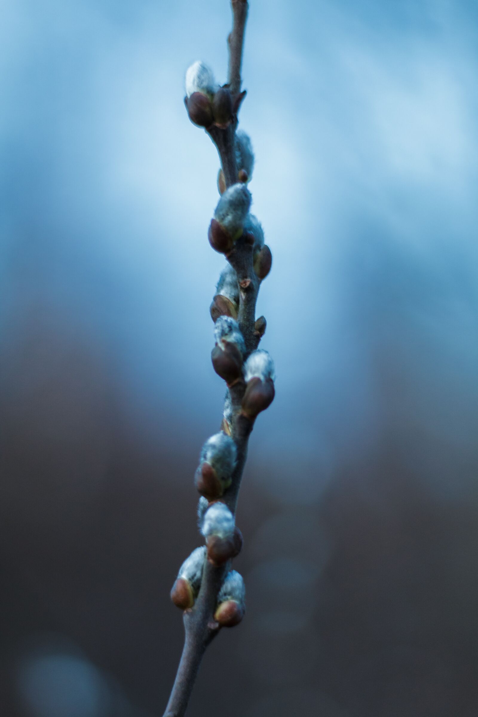 Canon EOS 70D + Canon EF 50mm F1.8 STM sample photo. Bud, spring, nature photography