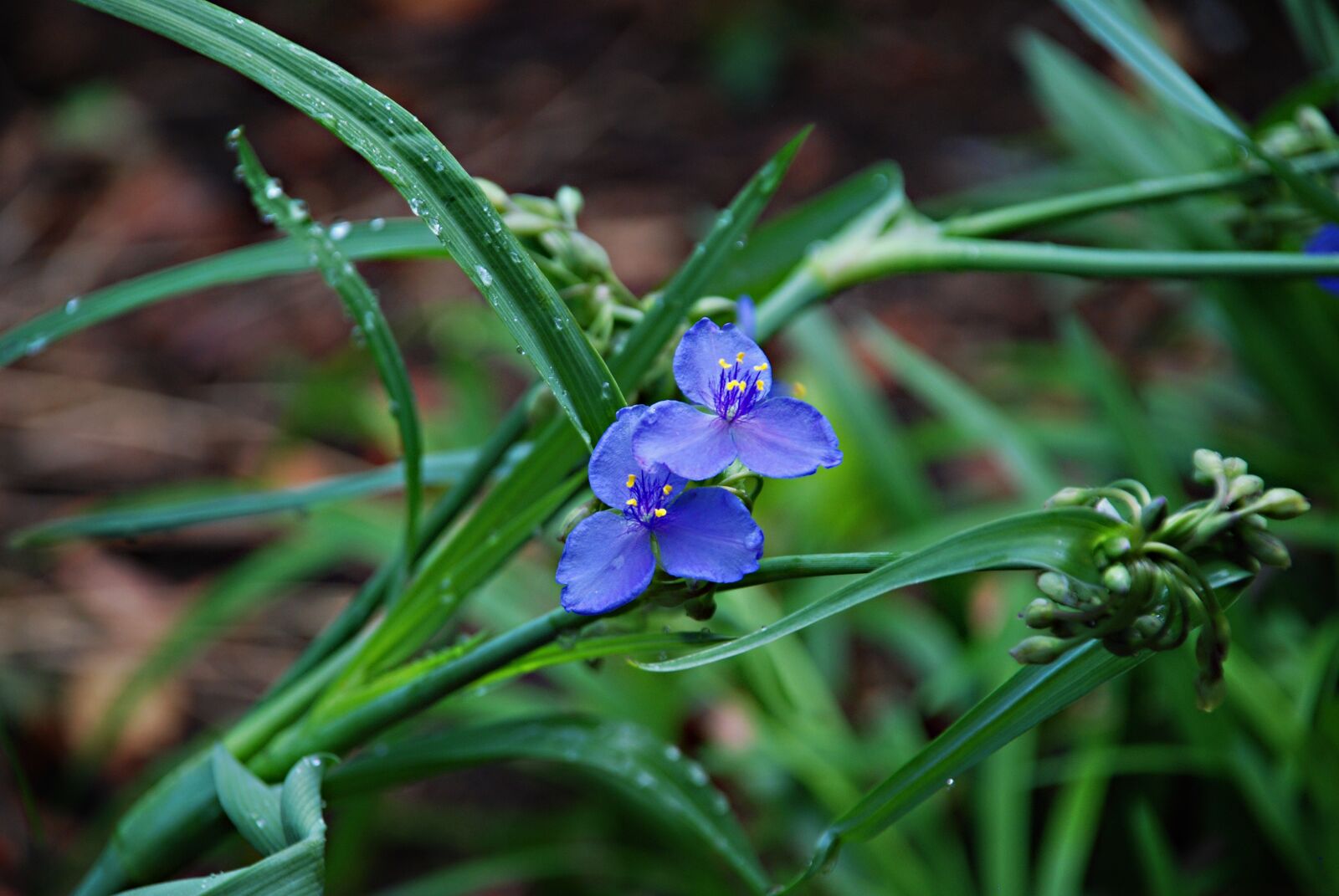 Nikon D80 sample photo. Spiderwort, tradescantia, wildflowers photography