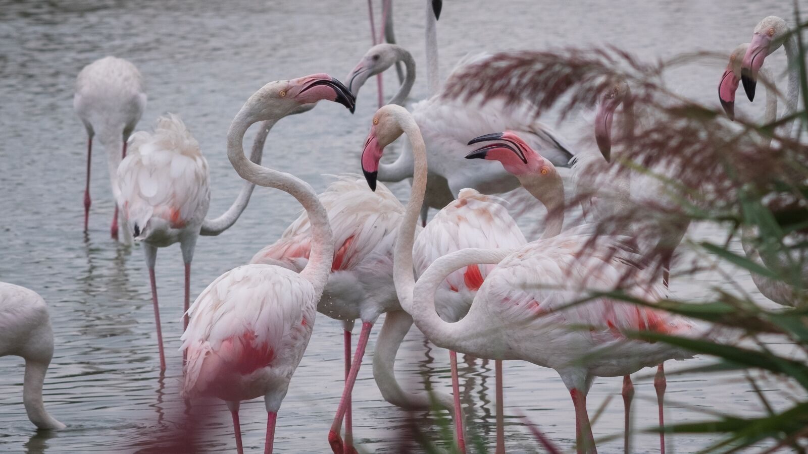 Fujifilm X-H1 sample photo. Flamingos, the camargue, france photography