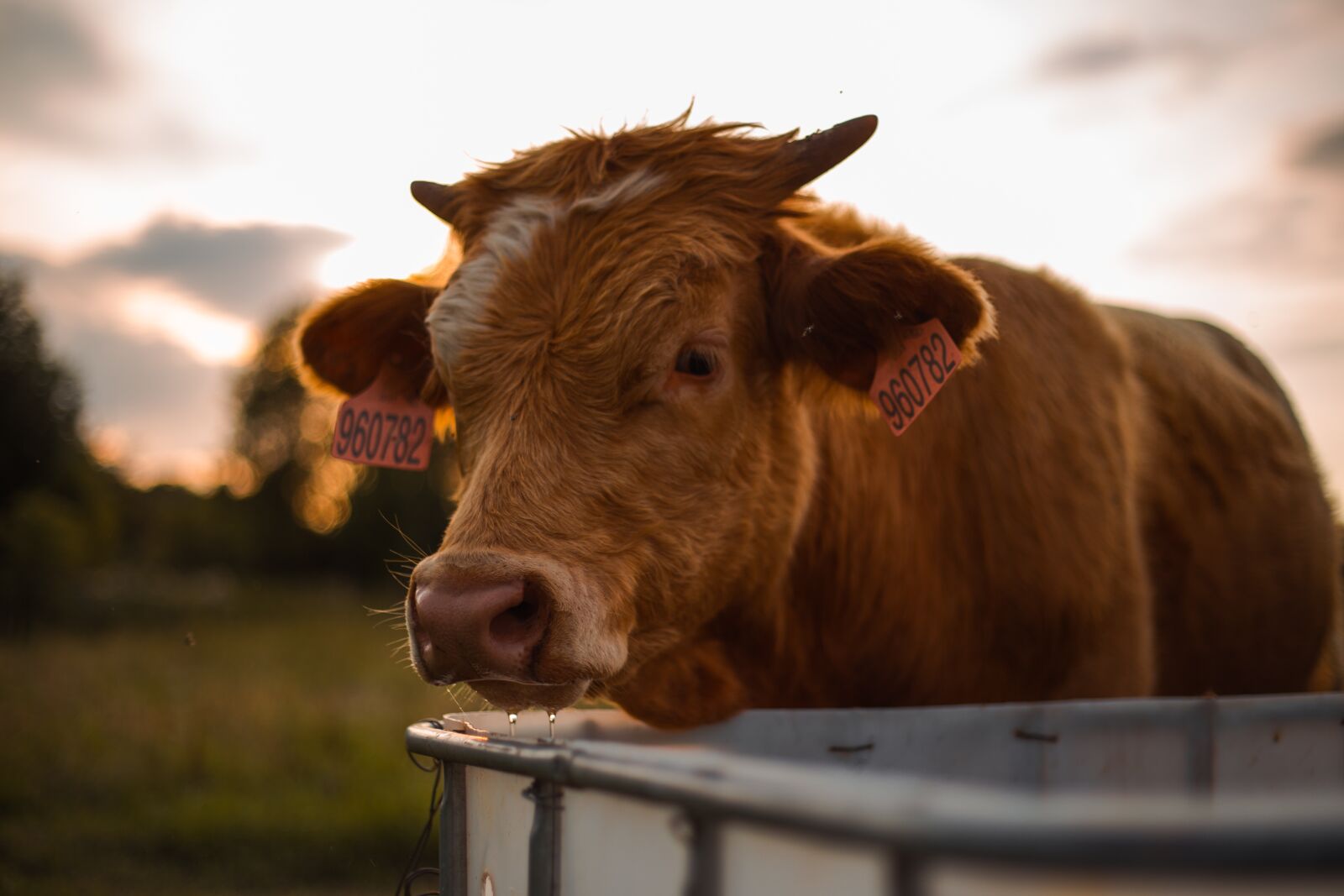 Canon EF 50mm F1.8 II sample photo. Animal, economic, sheep photography