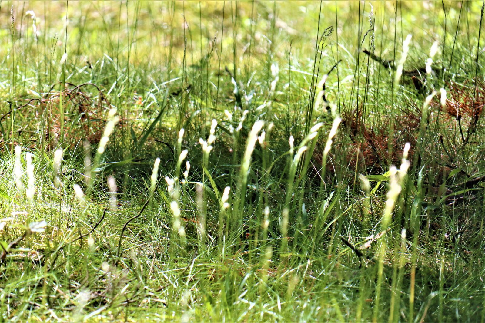 Canon EOS M6 sample photo. Grass, forest, litter photography