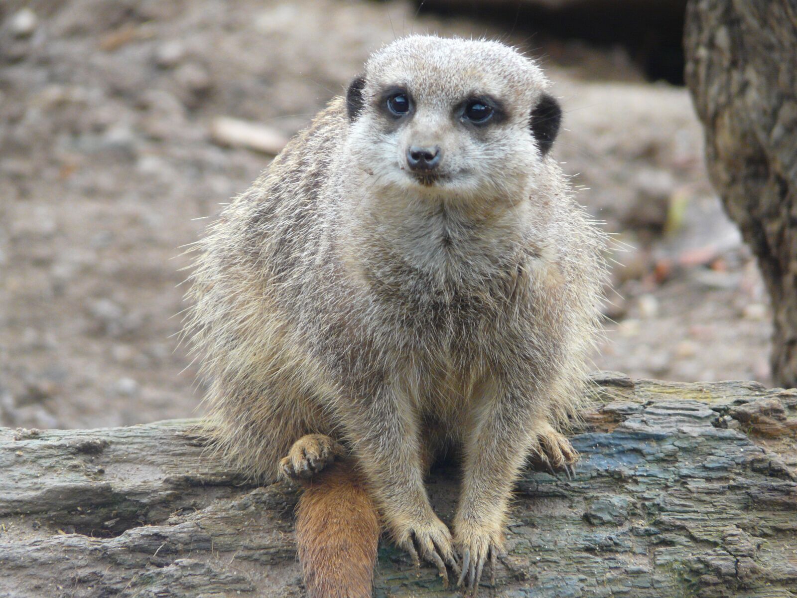 Panasonic DMC-FZ18 sample photo. Meerkat, nature, animal photography