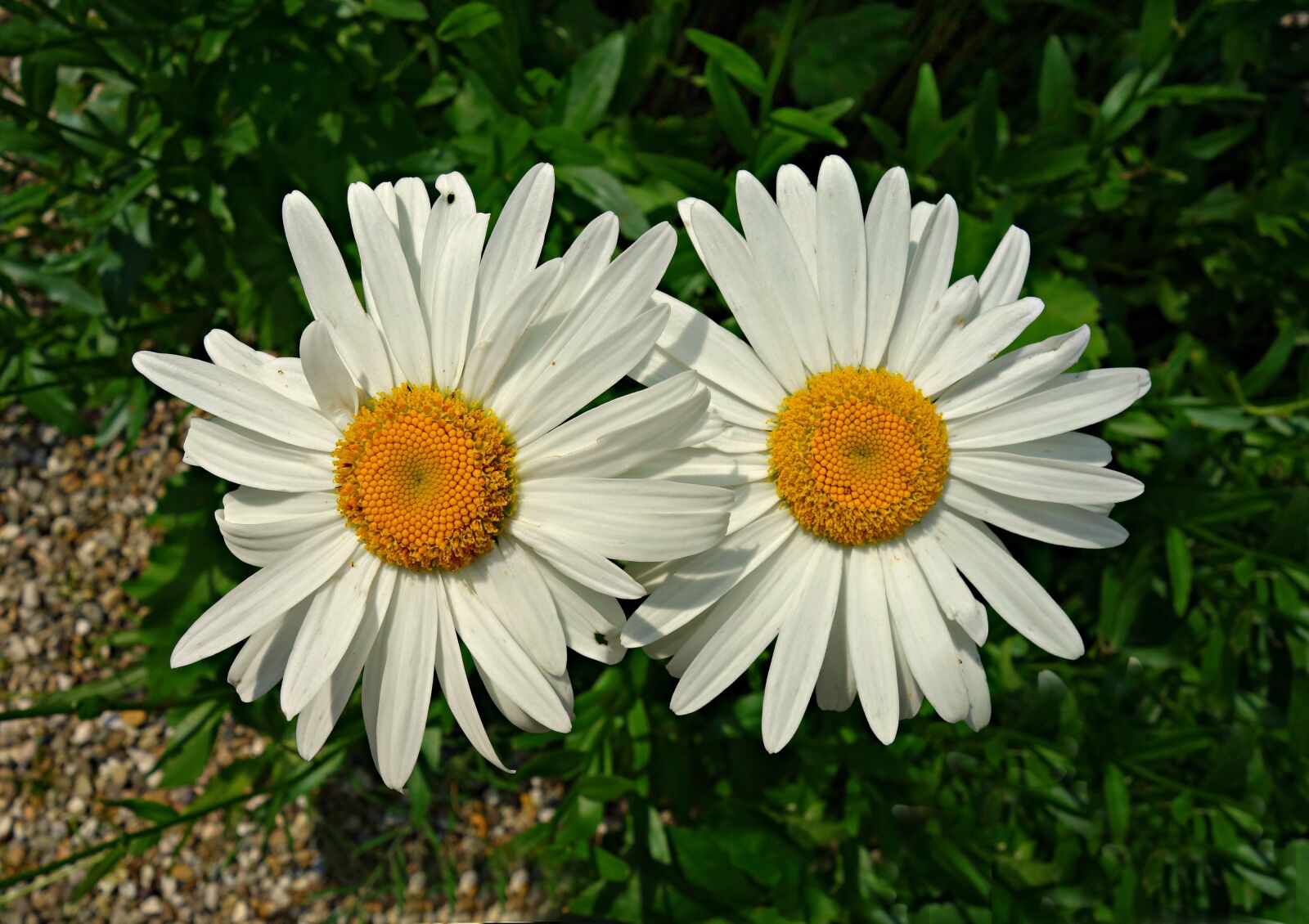 Sony Cyber-shot DSC-RX100 sample photo. Oxeye daisy, daisy, flower photography