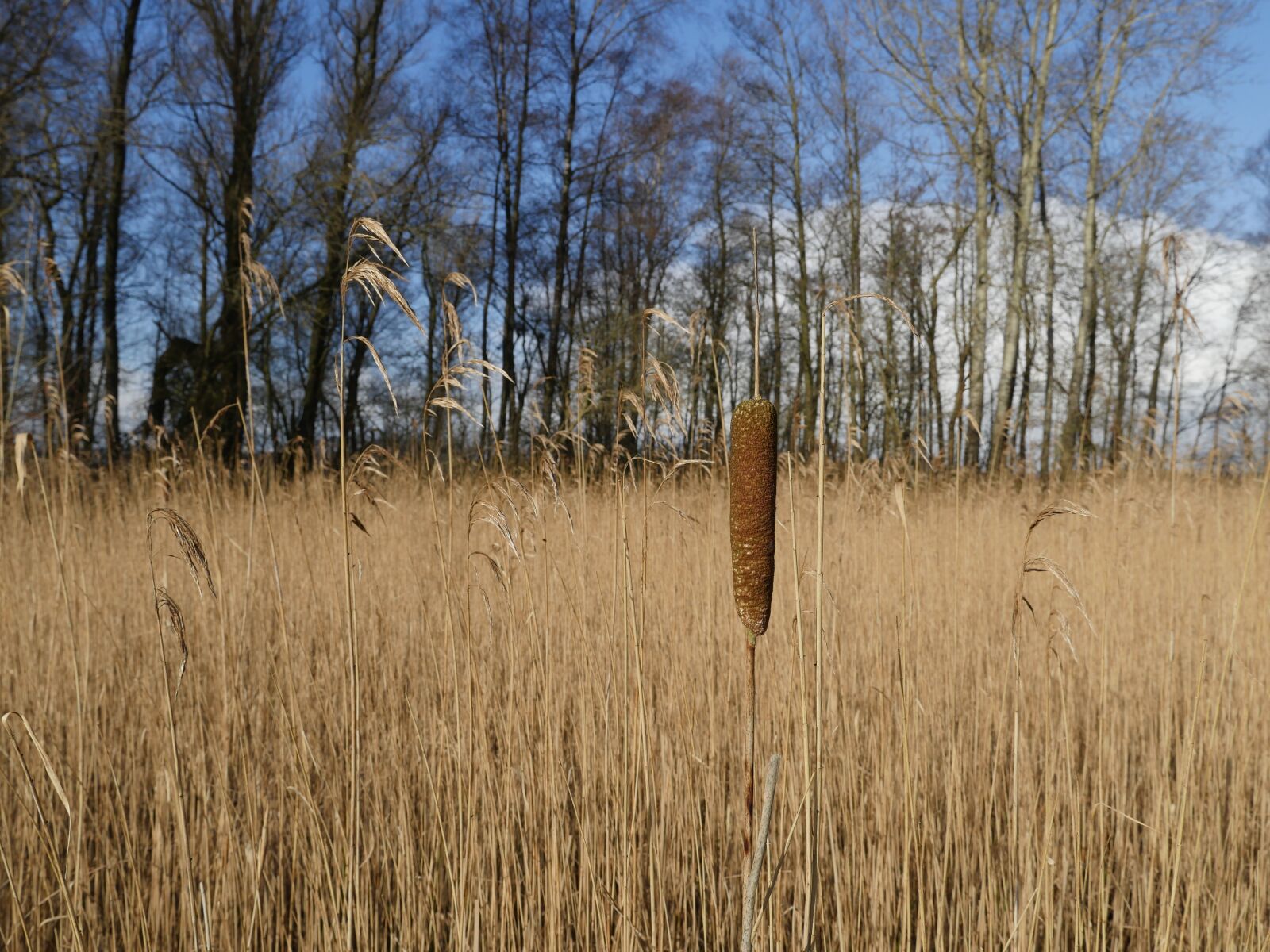 Panasonic Lumix DMC-GX8 sample photo. Rietsigaar, reed, bulrush photography