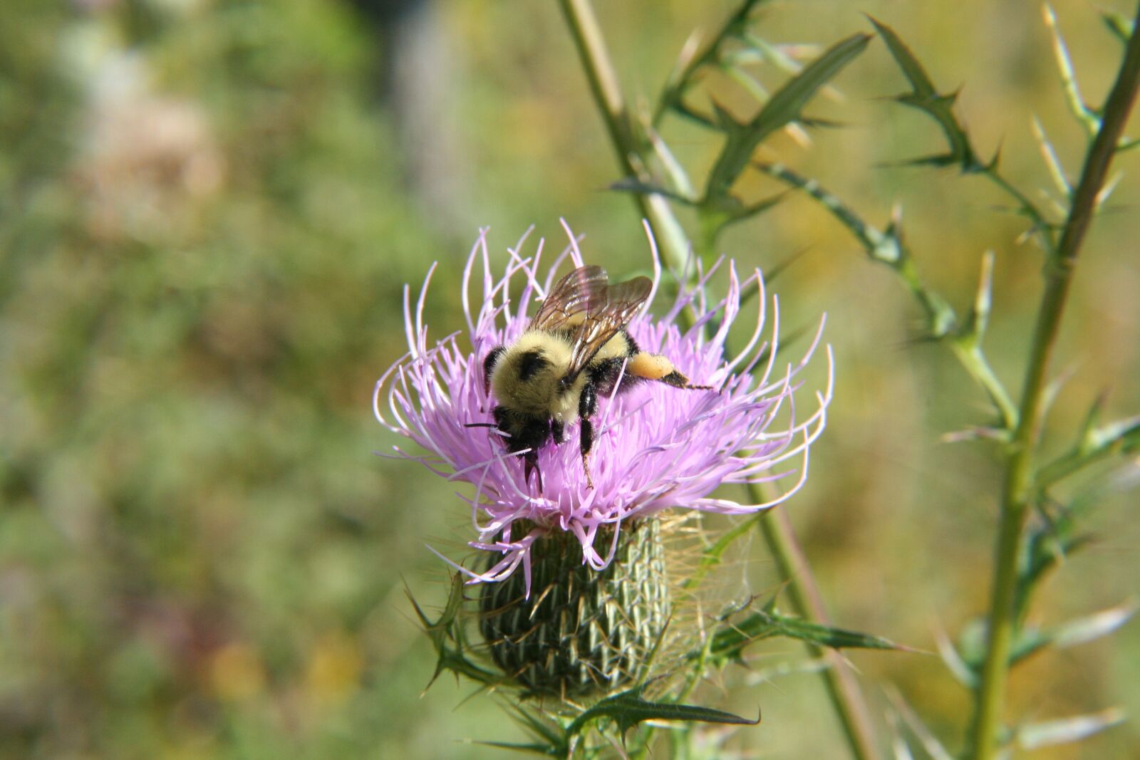 Canon EOS 350D (EOS Digital Rebel XT / EOS Kiss Digital N) sample photo. Bumblebee, thistle, flower photography