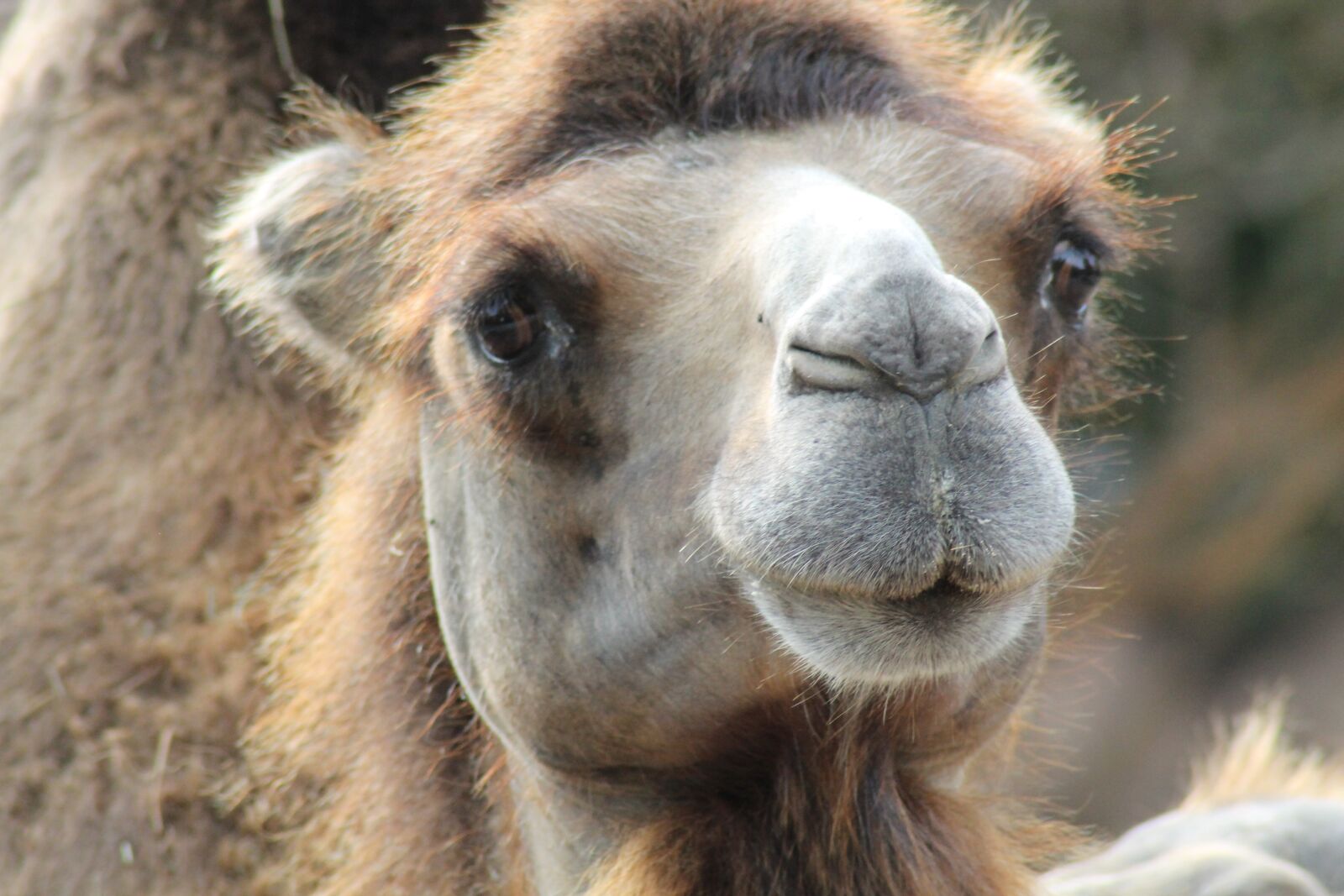 Canon EOS 1100D (EOS Rebel T3 / EOS Kiss X50) sample photo. Camel, zoo, desert animal photography
