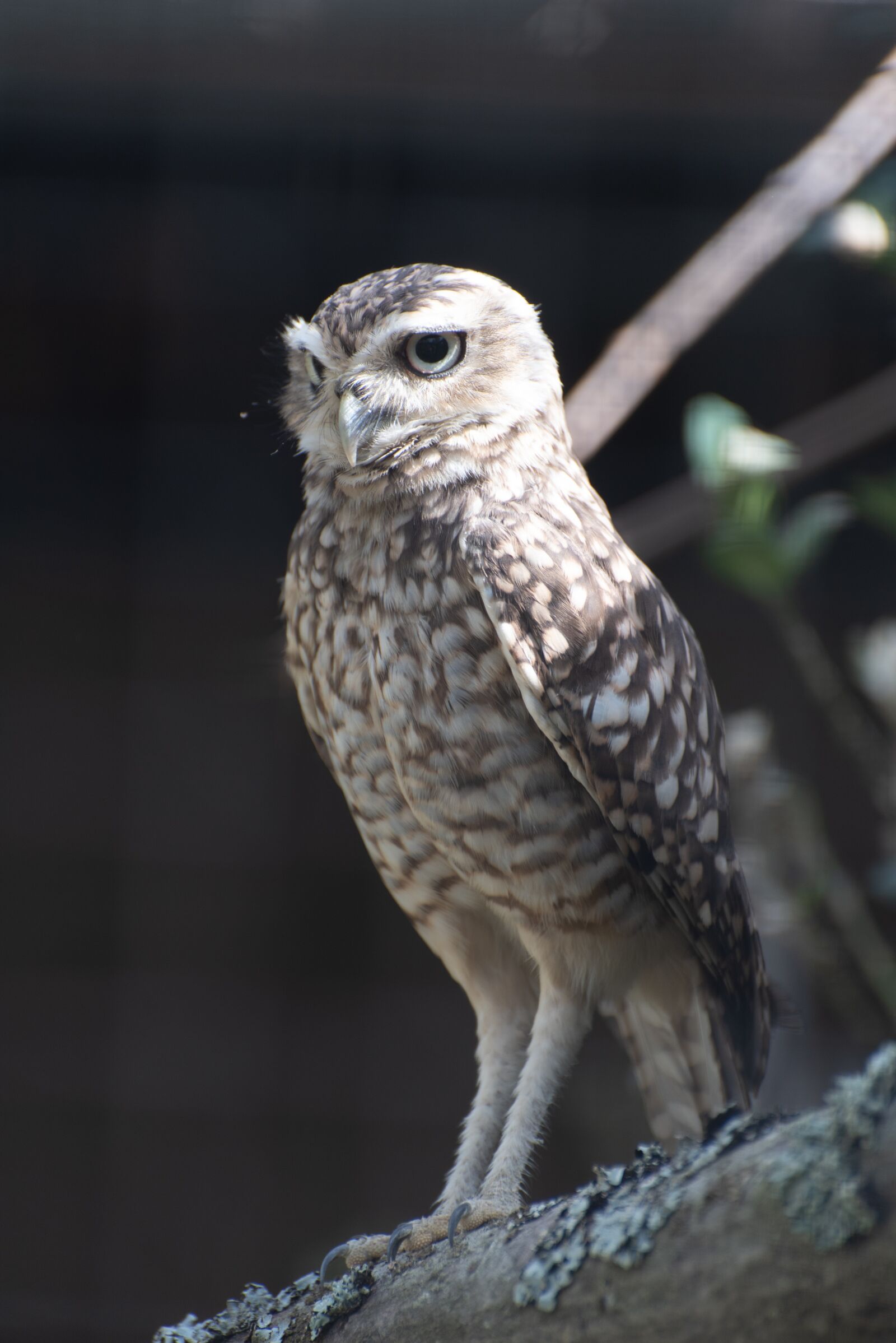 Nikon D750 sample photo. Owl, young, bird photography
