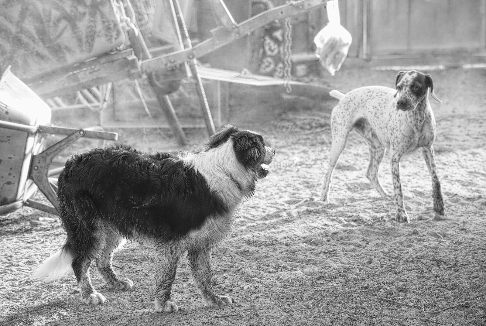 Canon EOS 5D Mark III sample photo. Dog, canine, domestic animal photography