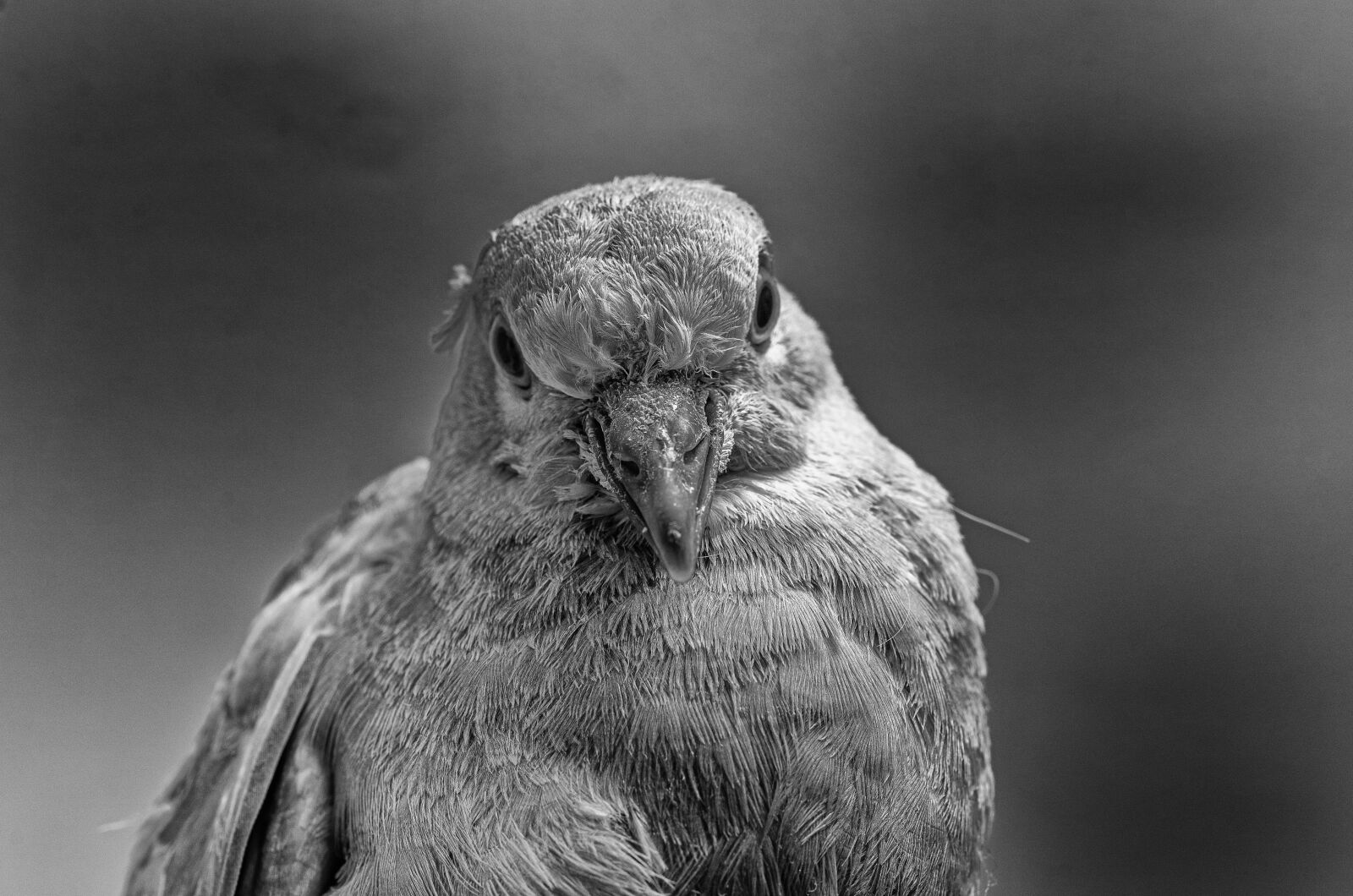 Nikon D7000 sample photo. Dove, bird, portrait photography