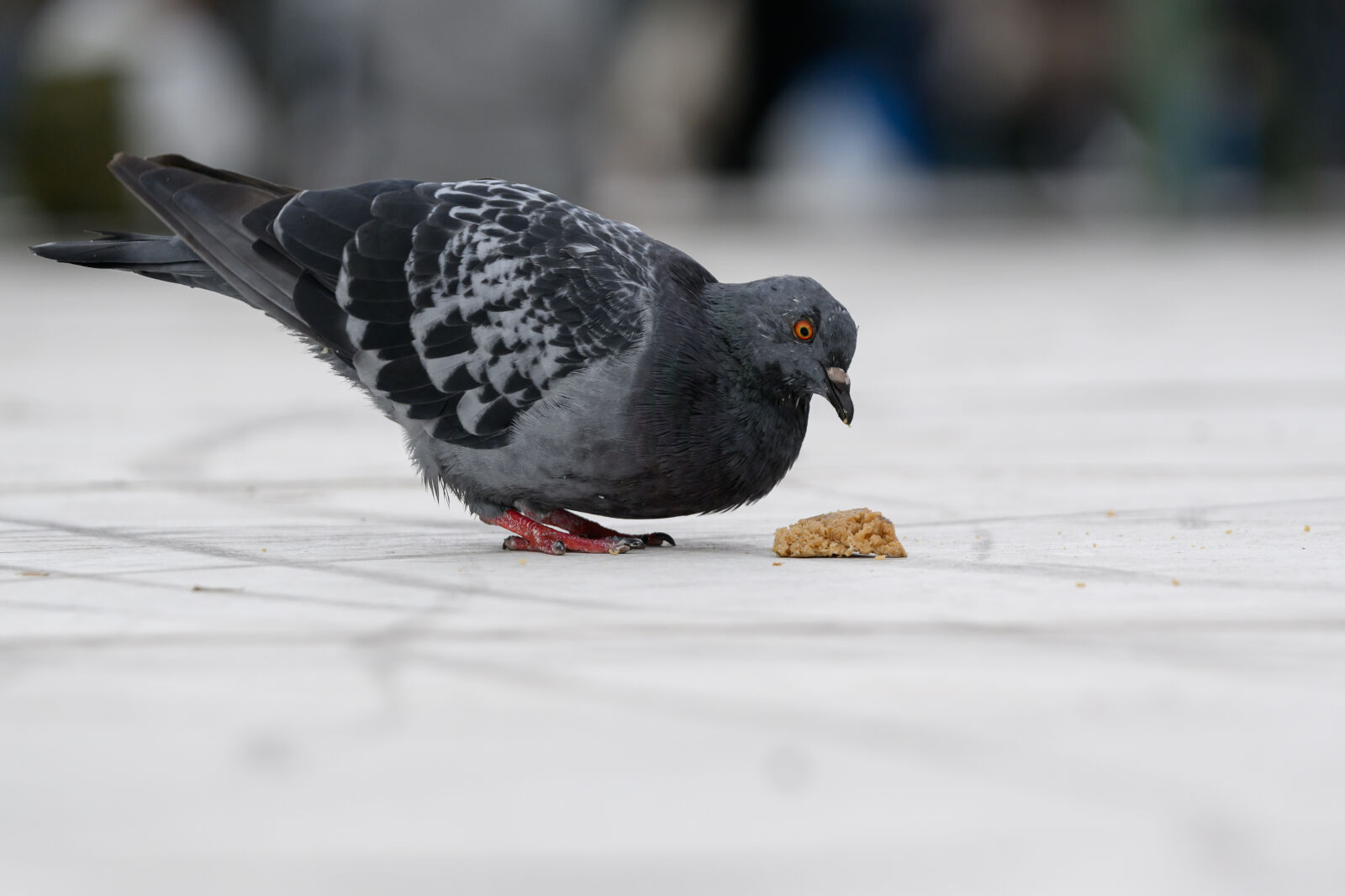 Nikon Z8 sample photo. Pigeon ground photography