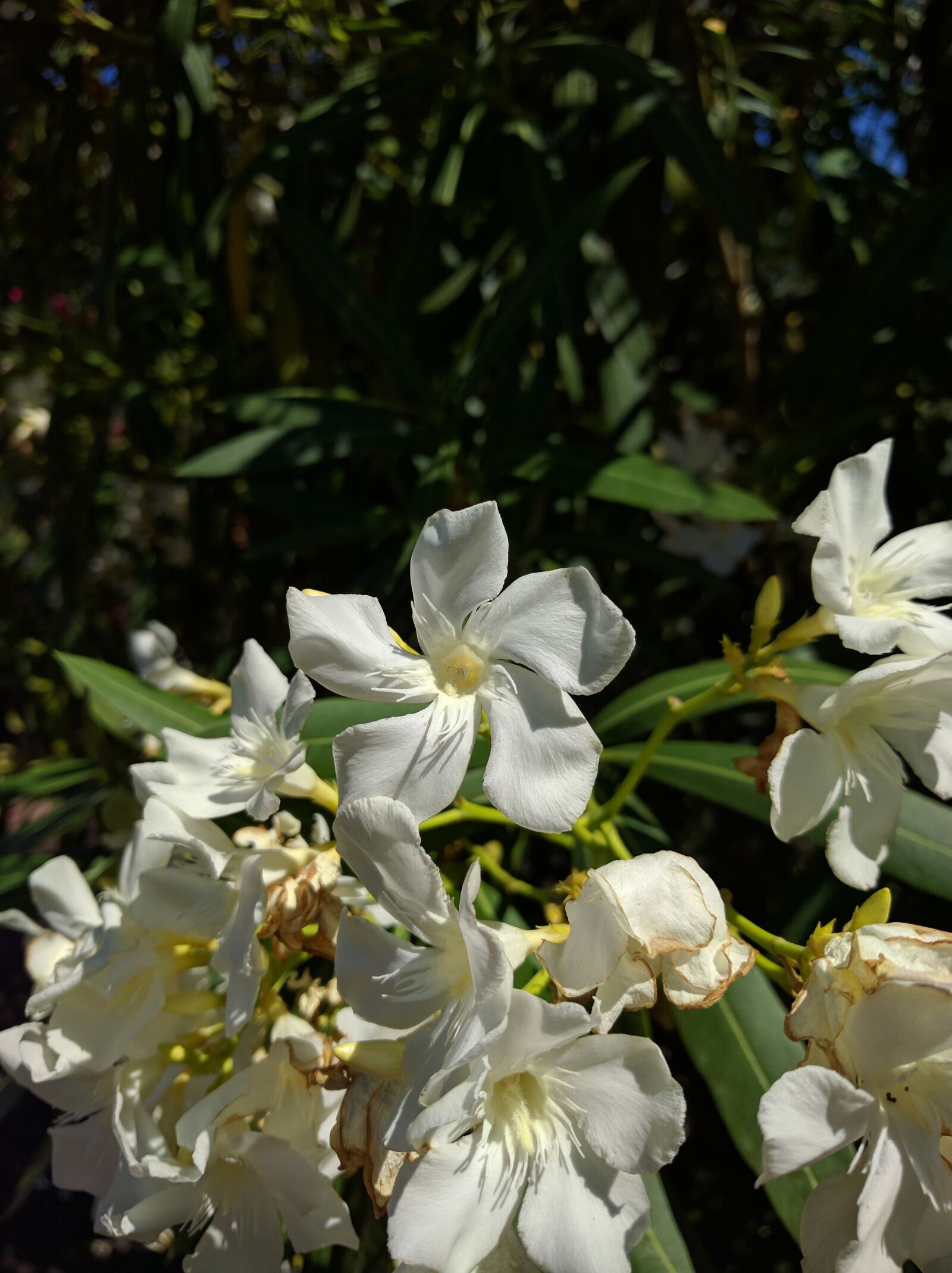 Google Nexus 6P sample photo. Flower, white, sun photography
