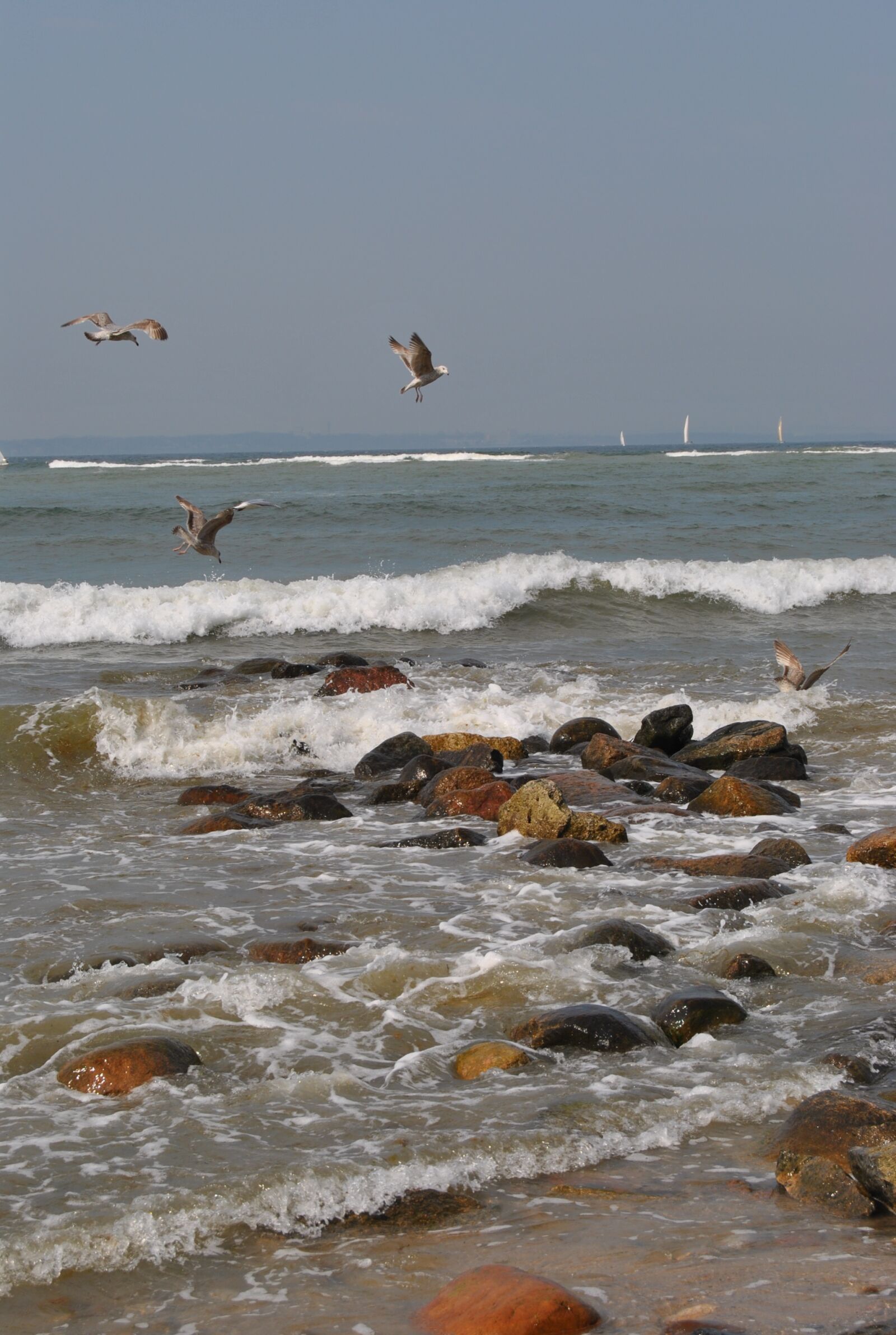 Nikon D3000 sample photo. Sea, beach, seagull photography