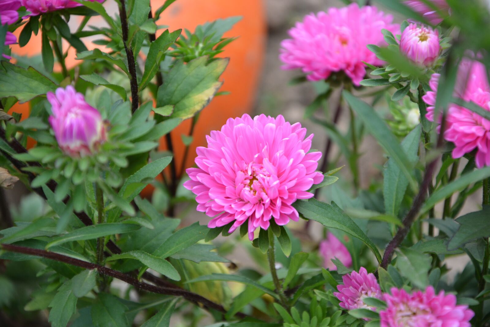 Nikon D5200 sample photo. Flowers, massif, parterre photography