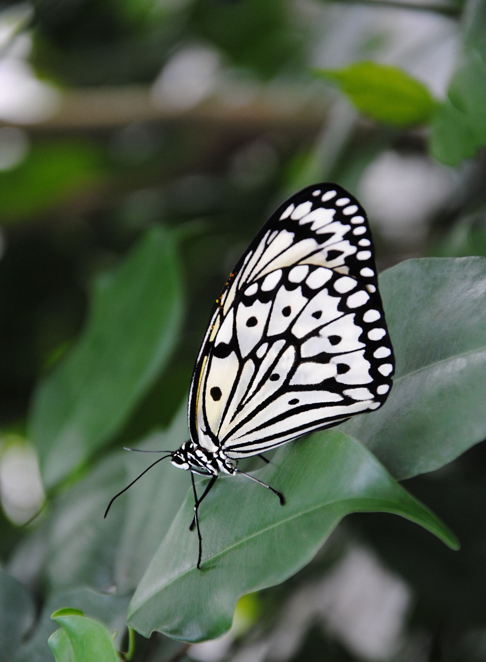 Nikon D3000 sample photo. Butterfly, insect, nature photography