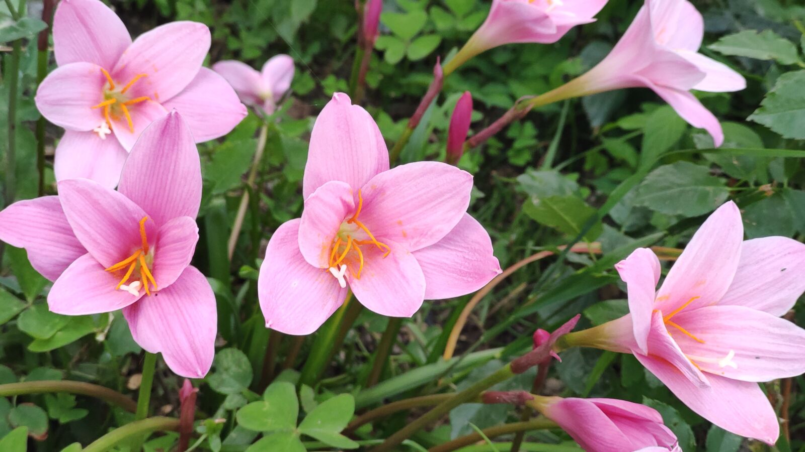 Xiaomi Redmi K20 sample photo. Pink rain lilies, zephyranthes photography