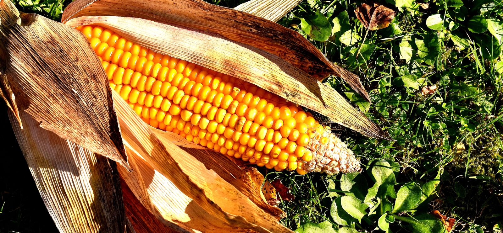 Nikon D7200 sample photo. Corn on the cob photography