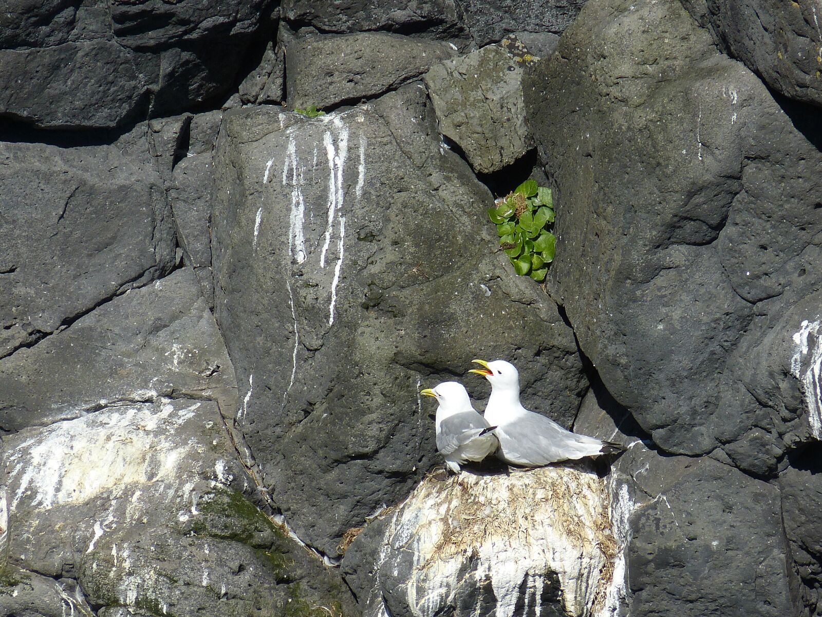 Panasonic Lumix DMC-FZ150 sample photo. Iceland, seagull, bird photography