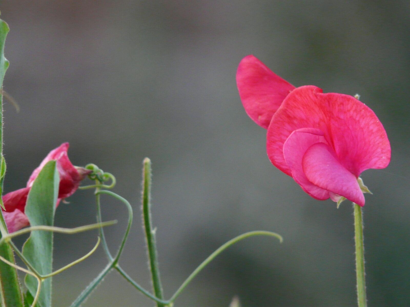 Panasonic DMC-FZ18 sample photo. Vetch, vicia, fabaceae photography