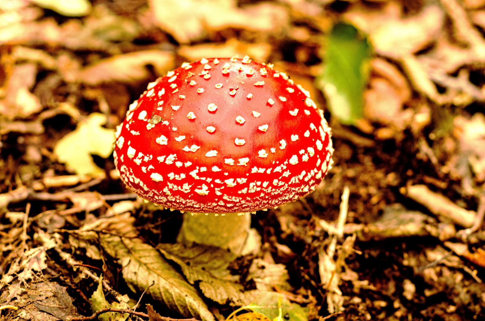 Nikon D7000 sample photo. Boletus, mushrooms, forest photography
